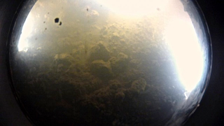 Illustration for article titled Life has been discovered beneath the Antarctic ice